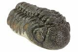Morocops Trilobite Fossil - Rock Removed #67002-1
